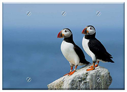 Triple Blank Wall Plate Cover - Bird Beak Feather Animal Fly Blue Triple Blank Wall Plate Cover - Bird Beak Feather Animal Fly Blue