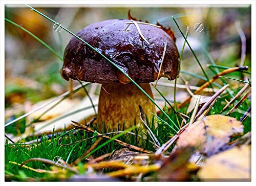 Triple Blank Wall Plate Cover - Forest Chestnuts Porcini Mushrooms Mushroom Autumn