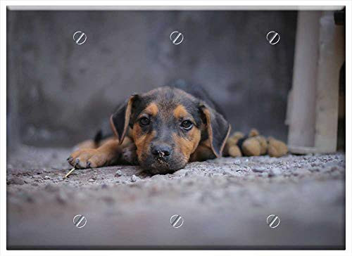 Triple Blank Wall Plate Cover - Dog Pet Animal Animals Look Puppy Pets Mammals 2