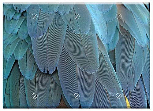 Triple Blank Wall Plate Cover - Feather Plumage Blue Parrot Bird Feathers Bird Triple Blank Wall Plate Cover - Feather Plumage Blue Parrot Bird Feathers Bird