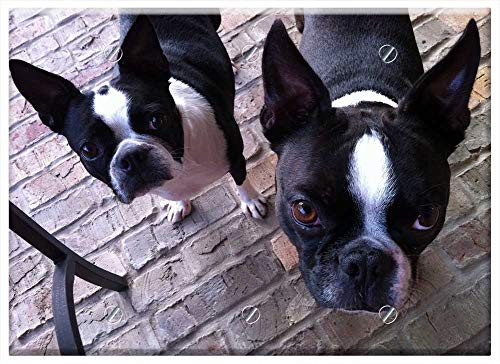 Triple Blank Wall Plate Cover - Dogs Animal Terriers Pet Puppy Canine Doggy