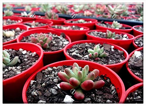 Triple Blank Wall Plate Cover - Succulent Succulents Plant Growing Green Nursery Triple Blank Wall Plate Cover - Succulent Succulents Plant Growing Green Nursery