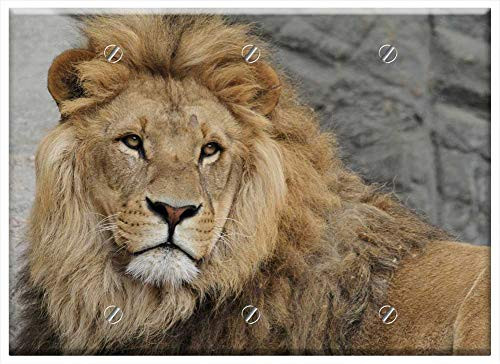 Triple Blank Wall Plate Cover - Lion Lion Mane Cat Big Cat Safari Wildcat