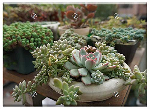 Triple Blank Wall Plate Cover - Succulent Plants Green Plants Succulent Triple Blank Wall Plate Cover - Succulent Plants Green Plants Succulent
