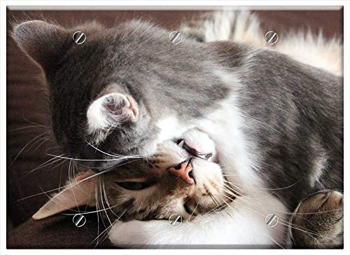 Triple Blank Wall Plate Cover - Cat Cats Cat Nose Portrait Of Cat Feline Felines