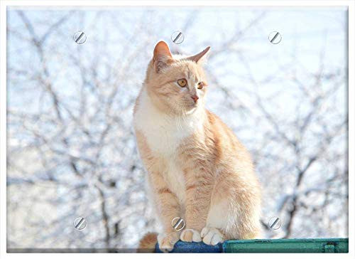 Triple Blank Wall Plate Cover - Red-Headed Cat Cat Redhead Pet Stomach Housecat