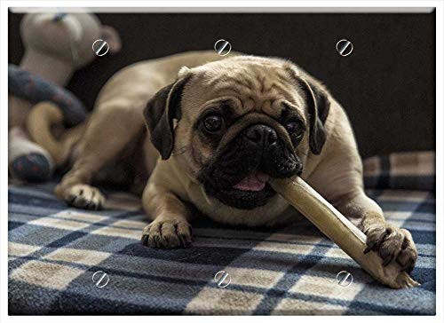 Triple Blank Wall Plate Cover - Pug Stella Dog Treats Lying