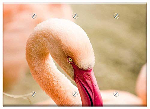 Triple Blank Wall Plate Cover - Flamingo Bird Water Bird Pink Zoo Pink Flamingo
