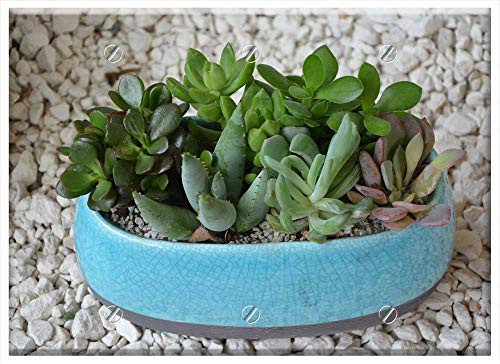 Triple Blank Wall Plate Cover - Composition Succulent Plant Cactus Gift Offer Nature