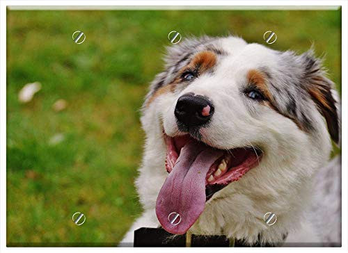 Triple Blank Wall Plate Cover - Dog Play Meadow Romp Toys Animal Pet Fur Cute 2