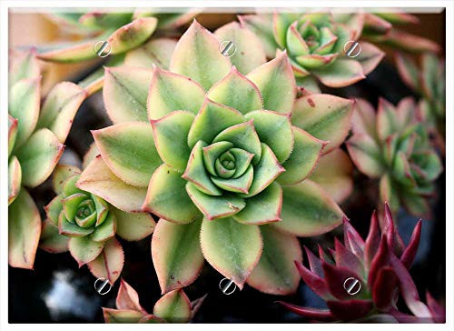 Triple Blank Wall Plate Cover - A Fleshy Plant Fleshy In This Cactus Garden Flowers 21