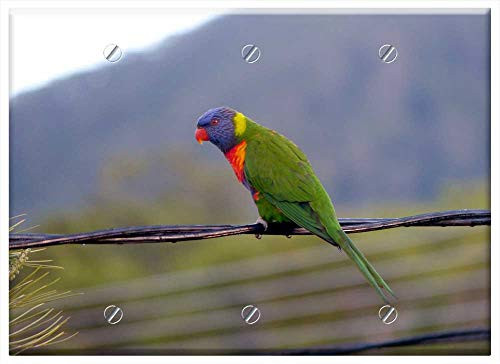 Triple Blank Wall Plate Cover - Rainbow Lorikeet Parrot Bird Fly Wings Feather Triple Blank Wall Plate Cover - Rainbow Lorikeet Parrot Bird Fly Wings Feather