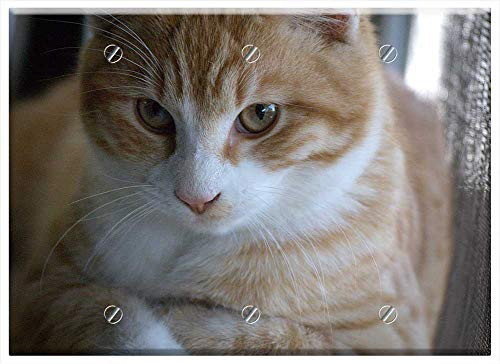 Triple Blank Wall Plate Cover - Cat Animal Pet Feline Domestic White Nature