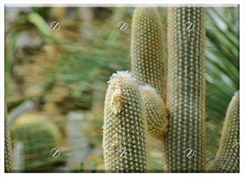 Triple Blank Wall Plate Cover - Cactus Spur Green Prickly Plant Thorns Nature 3