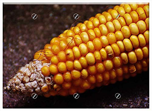 Triple Blank Wall Plate Cover - Corn Corn On The Cob Corn Kernels Vegetables Food Triple Blank Wall Plate Cover - Corn Corn On The Cob Corn Kernels Vegetables Food
