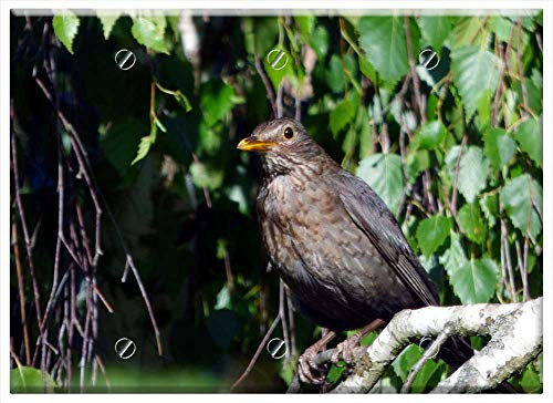 Triple Blank Wall Plate Cover - Bird Merle Tree Nature Ornithology Beak Feathers