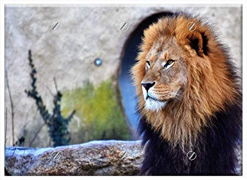 Triple Blank Wall Plate Cover - Lion Cat Predator Big Cat Lion Mane Mane Wild 5