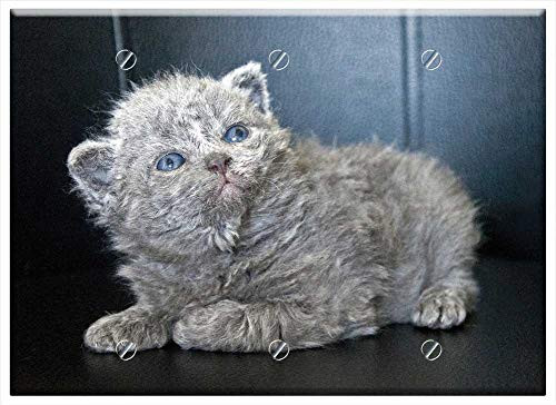 Triple Blank Wall Plate Cover - Kitten Cat Baby Pet Young Cat Animal Domestic Cat