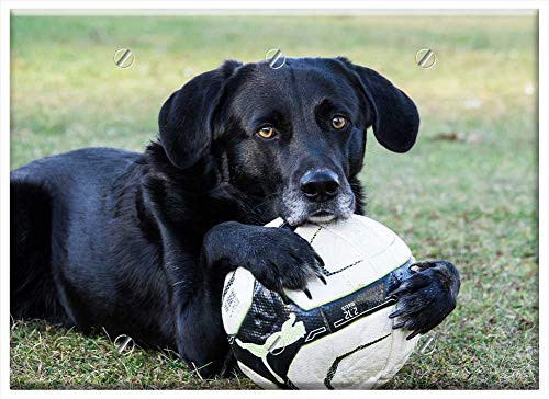 Triple Blank Wall Plate Cover - Dog Ball Sweet Pose Play Pet Playful Ball Junkie