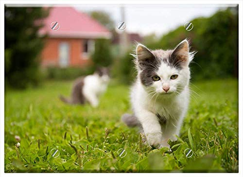 Triple Blank Wall Plate Cover - Cat Animals Pet Cat Looking Pets Beautiful Cat