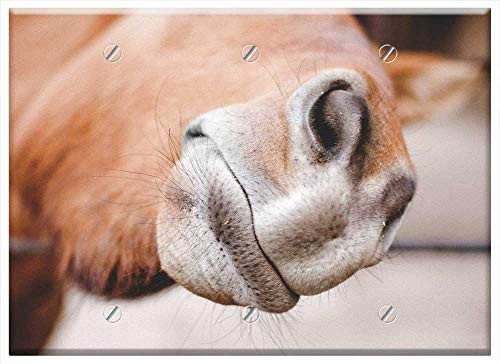 Triple Blank Wall Plate Cover - Animal Zoo Horse Nose Whiskers