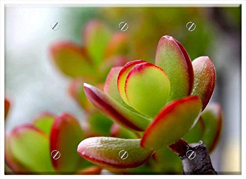Triple Blank Wall Plate Cover - Crassula Plant Plants Succulent Triple Blank Wall Plate Cover - Crassula Plant Plants Succulent