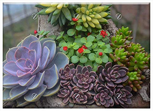 Triple Blank Wall Plate Cover - Plant Succulent Plants Flower Triple Blank Wall Plate Cover - Plant Succulent Plants Flower