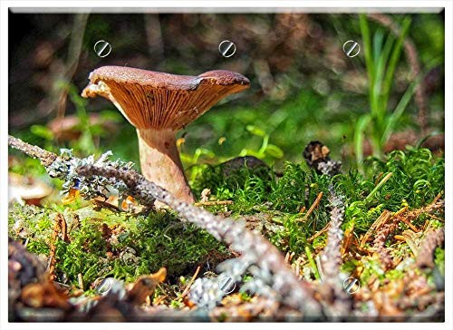 Triple Blank Wall Plate Cover - Mushroom Mushrooms Litter Forest Forest Litter