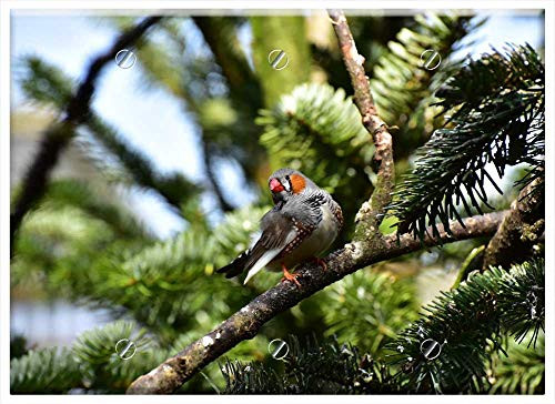 Triple Blank Wall Plate Cover - Zebra Finch Little Bird Feather Bird Small Bill