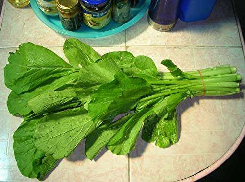 PAPCOOL 200 Mustard S??ds for Pl?nting - Yu Choy Sum S??ds - Choi Sum