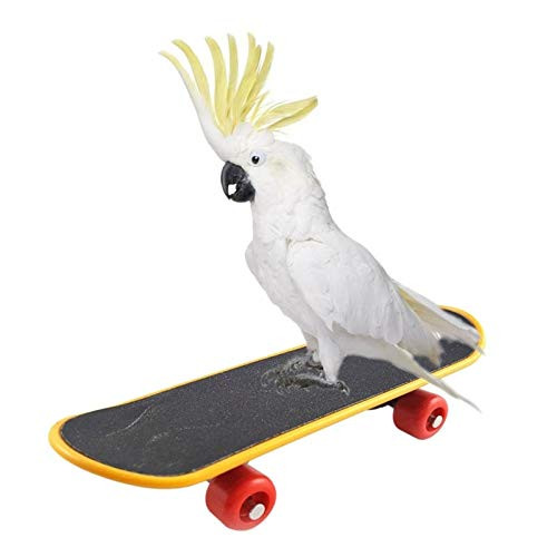 WHZ Pet Bird Toys Parrot Intelligence Mini Skateboard Toy Stand Perch Bird Training Toy WHZ Pet Bird Toys Parrot Intelligence Mini Skateboard Toy Stand Perch Bird Training Toy