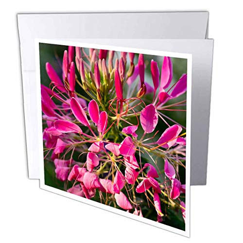 3dRose Alexis Photography - Flowers - Pink Decorative Flowers. Closeup View. Sunny Day in The Garden - 1 Greeting Card with Envelope  gc_298637_5