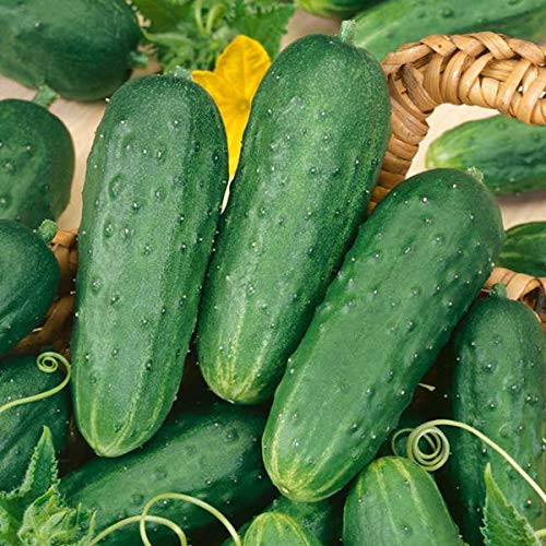 Cucumber Homemade Pickles Seeds