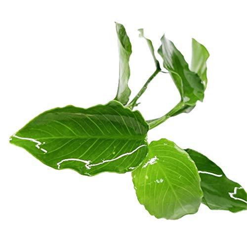 Mainam - Anubias Nana Wavy Wrinkled Leaf Rooted Rhizome Live Aquarium Plants Decoration Fresh Water Aquatic Tank Decor Easy and Hardy.