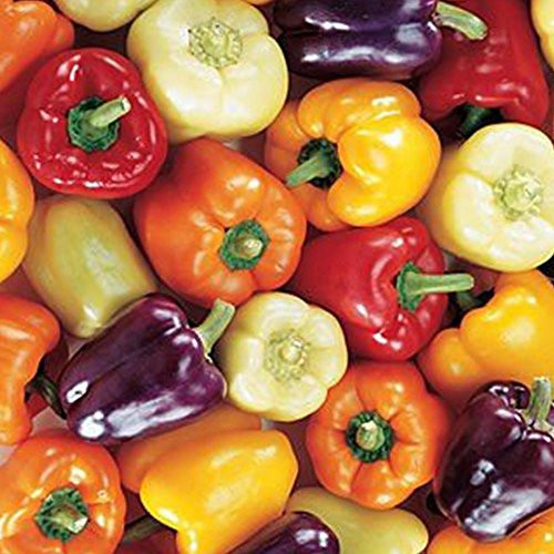 Mini Bell Pepper Seeds - 20plus  Rare Non-GMO Organic Heirloom Garden Seeds in FROZEN SEED CAPSULES for The Gardener  and  Rare Seeds Collector - Plant Seeds Now or Save Seeds for Years