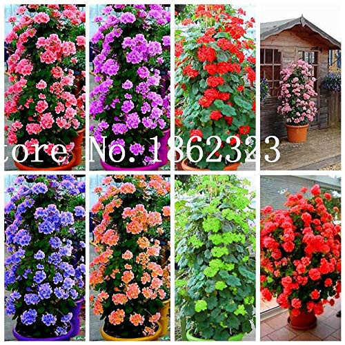 100 Pcs Climbing Bonsai Geranium Bonsai Rare Variegated Geranium Flower Bonsai Potted Garden Flower for Bonsai Plant for Garden Mixed 100 Pcs Climbing Bonsai Geranium Bonsai Rare Variegated Geranium Flower Bonsai Potted Garden Flower for Bonsai Plant for Garden Mixed