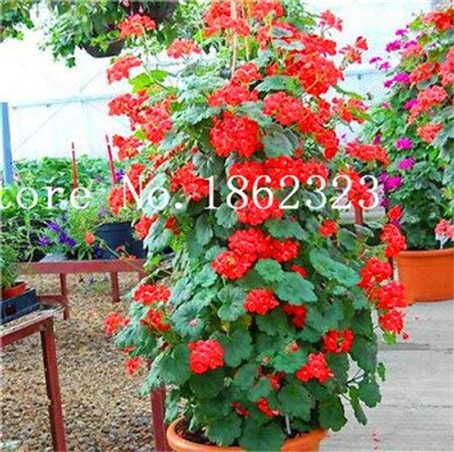 100 Pcs Climbing Bonsai Geranium Bonsai Rare Variegated Geranium Flower Bonsai Potted Garden Flower for Bonsai Plant for Garden  6