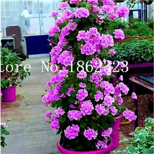 100 Pcs Climbing Bonsai Geranium Bonsai Rare Variegated Geranium Flower Bonsai Potted Garden Flower for Bonsai Plant for Garden  3