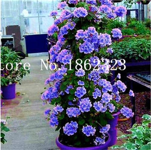 100 Pcs Climbing Bonsai Geranium Bonsai Rare Variegated Geranium Flower Bonsai Potted Garden Flower for Bonsai Plant for Garden  2