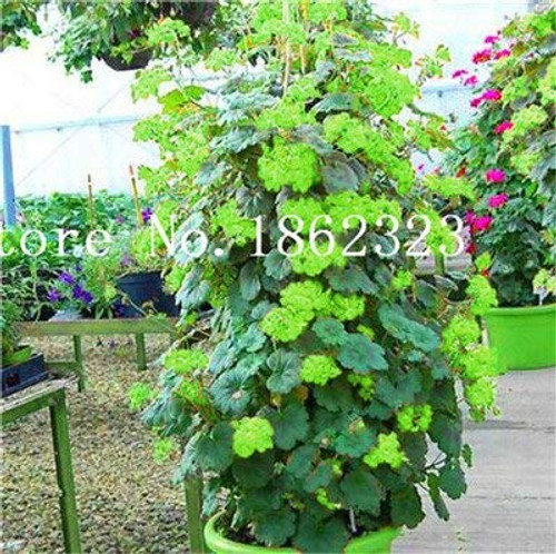 100 Pcs Climbing Bonsai Geranium Bonsai Rare Variegated Geranium Flower Bonsai Potted Garden Flower for Bonsai Plant for Garden  7