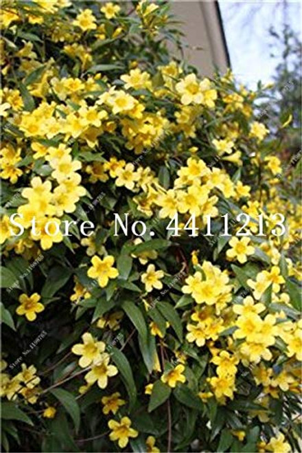 RETS 100 pcs Bag Rare Climbing Jasmine Flower White Jasmine Bonsai Fragrant Plant Arabian Jasmine Bonsai Plant Home Garden  12