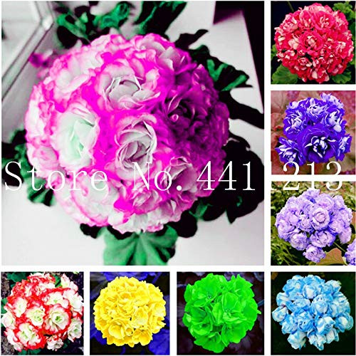 SVI Fresh 30 Pcs Geranium Pelargonium Flower Seeds for Planting Mixed Colour