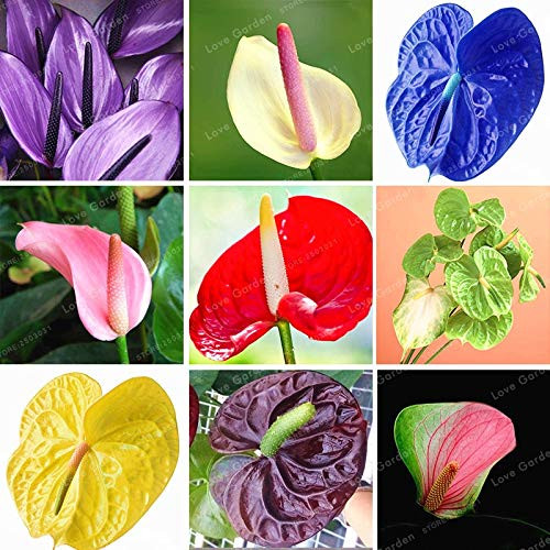 Dichondra Fresh 100 Pcs Anthurium Flower Seeds for Planting Mixed Colour Dichondra Fresh 100 Pcs Anthurium Flower Seeds for Planting Mixed Colour