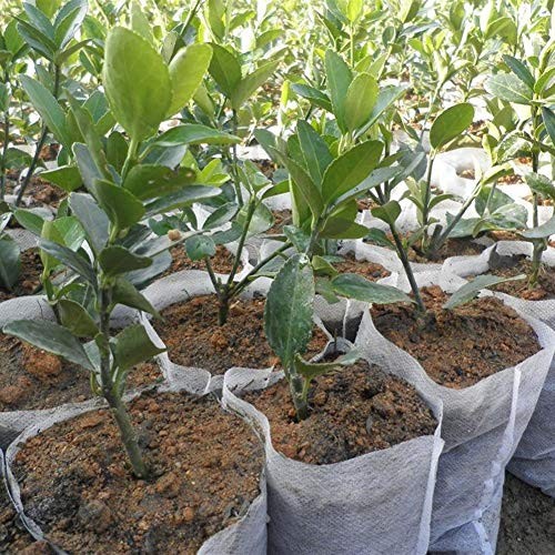 400 Pcs Biodegradable Non-Woven Nursery Bags Plant Grow Bags Fabric Seedling Pots Raising Fiber Pots Bags Plants Pouch Home Garden Supply