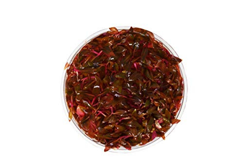 HOUSEPLANTSHOP   Aquatic Alternanthera Reineckii Mini Tissue Culture Cup