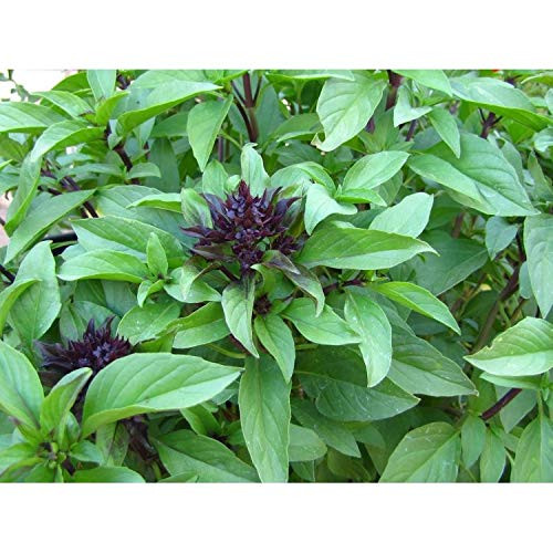PAPCOOL Basil Licorice or Thai S??DS for Pl?nting - Basil Licorice or Thai S??DS