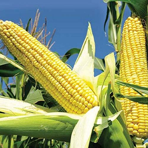 VietFA Corn S??ds for Pl?nting - Swe?t Corn S??ds - 100 S??ds
