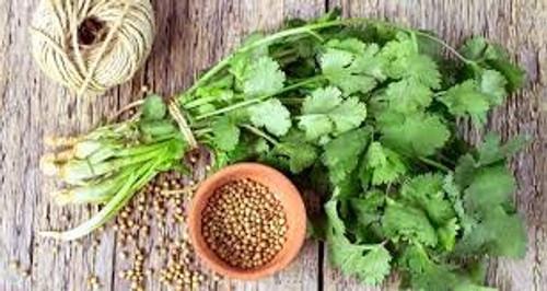 O25OZ_500_ VRZ2 Seeds 025-oz 500plus SLO-Bolt Cilantro Seeds Coriander Chinese Parsley ?? ?? Micro Green O25OZ_500_ VRZ2 Seeds 025-oz 500plus SLO-Bolt Cilantro Seeds Coriander Chinese Parsley ?? ?? Micro Green