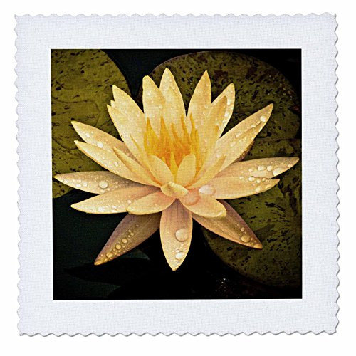 3dRose qs_13905_1 Yellow Lotus Flower-Quilt Square 10 by 10-Inch