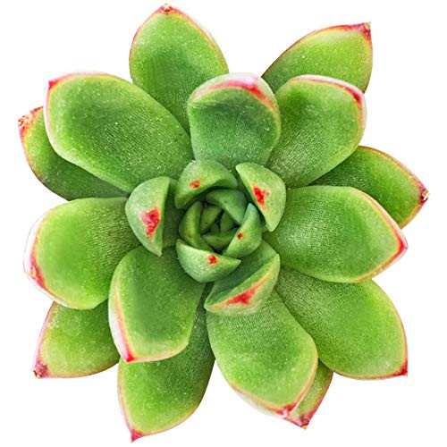 Echeveria Agavoides Christmas Succulent  2 inch